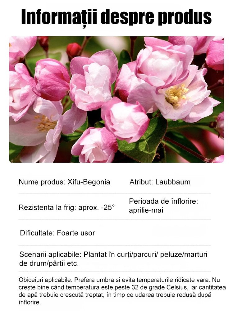 Semințe de Malus spectabilis pentru toate anotimpurile.
