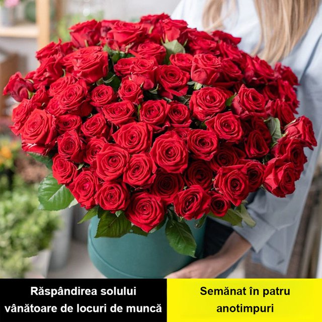 【Aduce dragoste și noroc】Semințe de trandafir în șapte culori