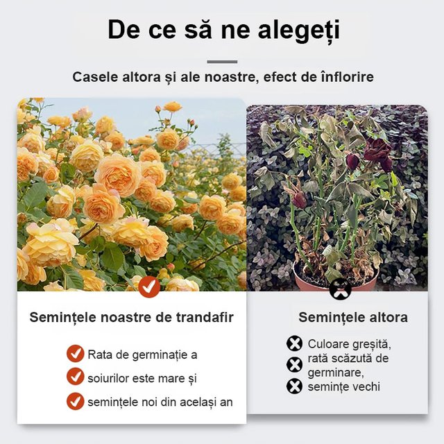 【Aduce dragoste și noroc】Semințe de trandafir în șapte culori