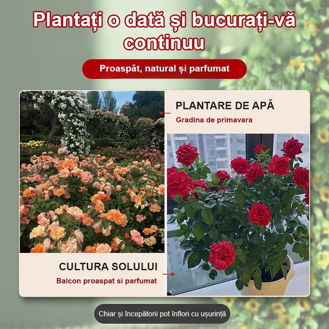 【Aduce dragoste și noroc】Semințe de trandafir în șapte culori