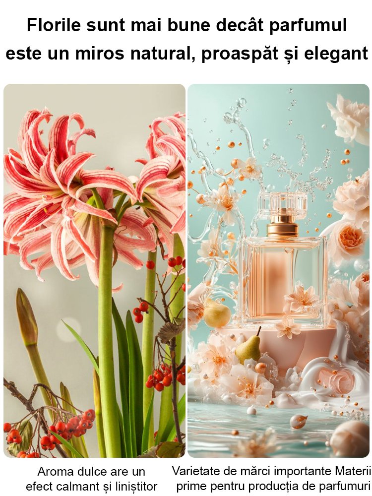 Bulbi de amaryllis cu aromă puternică, înfloriți în patru anotimpuri