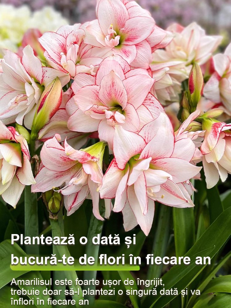 Bulbi de amaryllis cu aromă puternică, înfloriți în patru anotimpuri