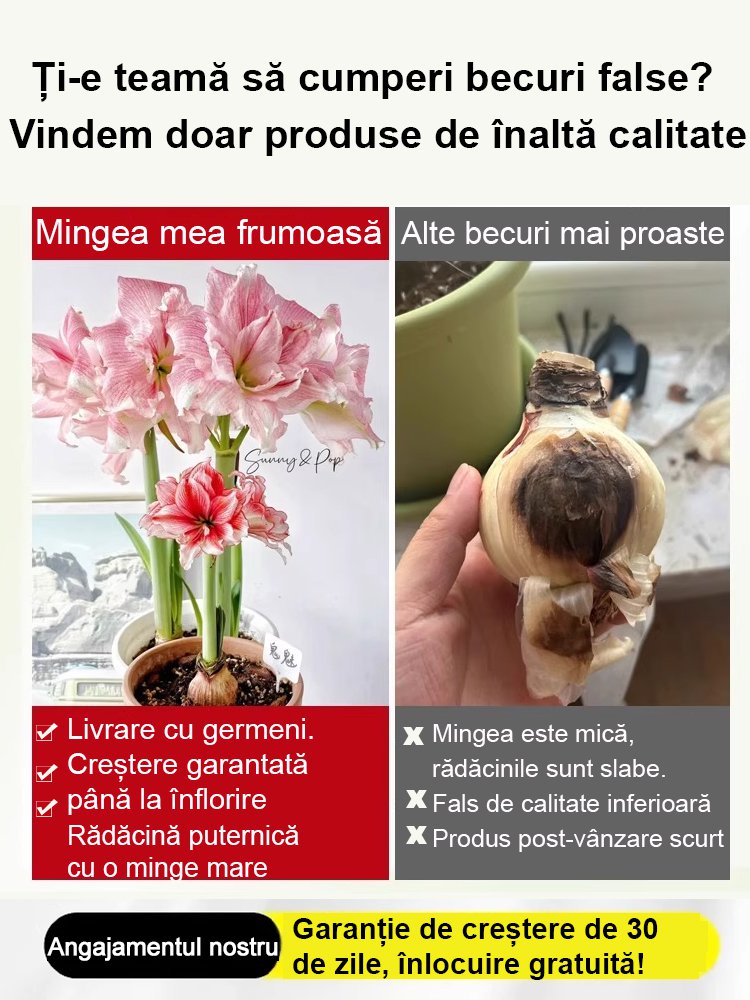 Bulbi de amaryllis cu aromă puternică, înfloriți în patru anotimpuri