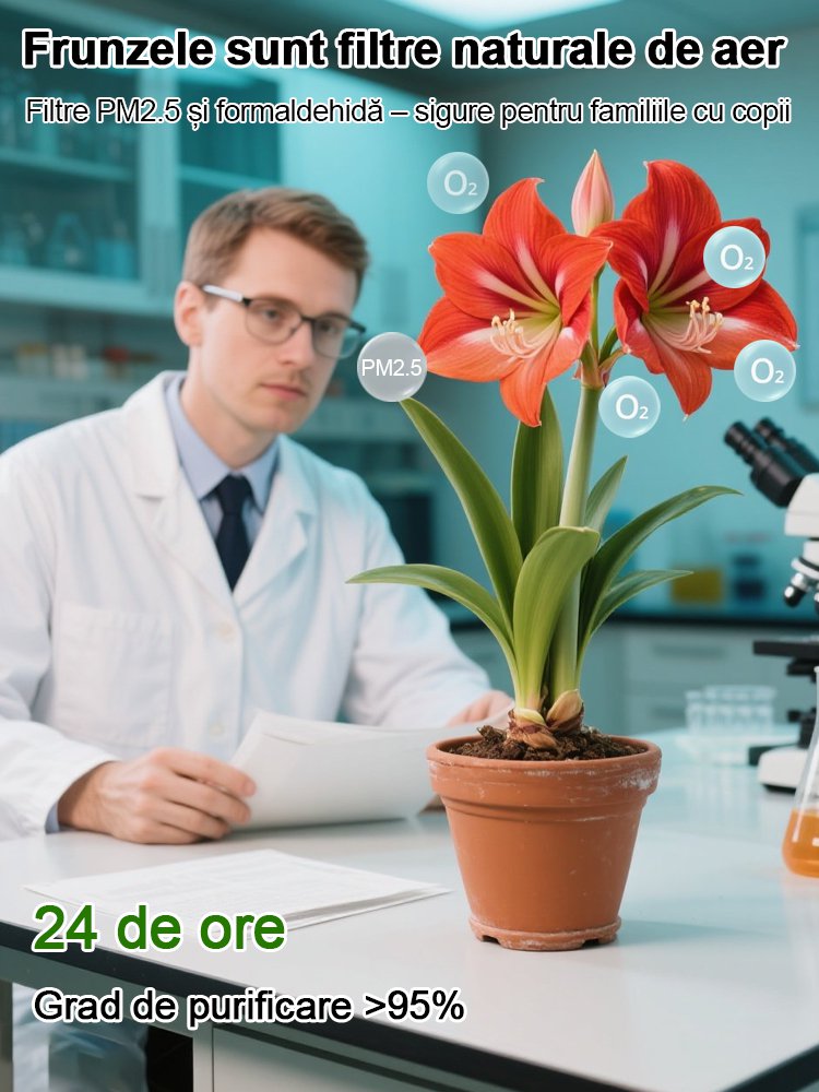Bulbi de amaryllis cu aromă puternică, înfloriți în patru anotimpuri