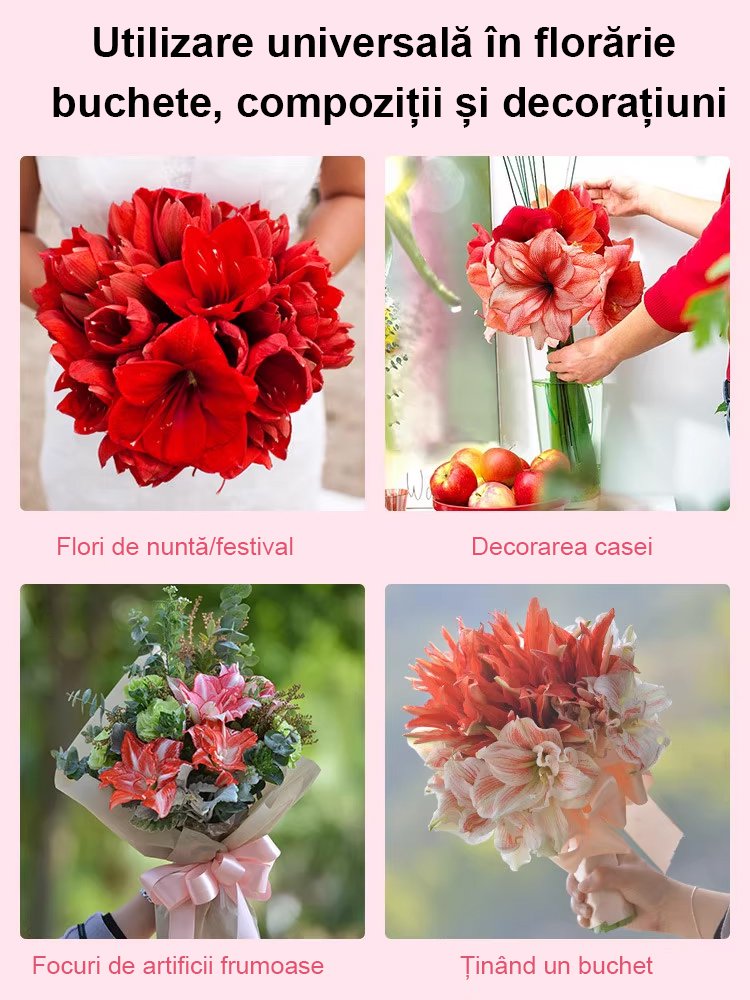 Bulbi de amaryllis cu aromă puternică, înfloriți în patru anotimpuri