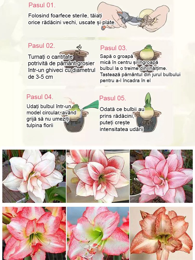 Bulbi de amaryllis cu aromă puternică, înfloriți în patru anotimpuri