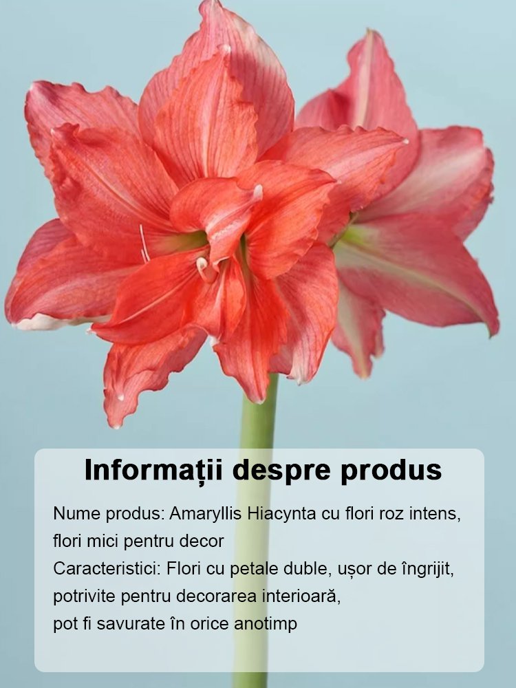 Bulbi de amaryllis cu aromă puternică, înfloriți în patru anotimpuri