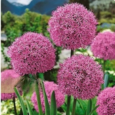 【Jednorazowe sadzenie, kwitnienie co roku】Cebule czosnek olbrzymi łatwe do uprawy przez cały rok.