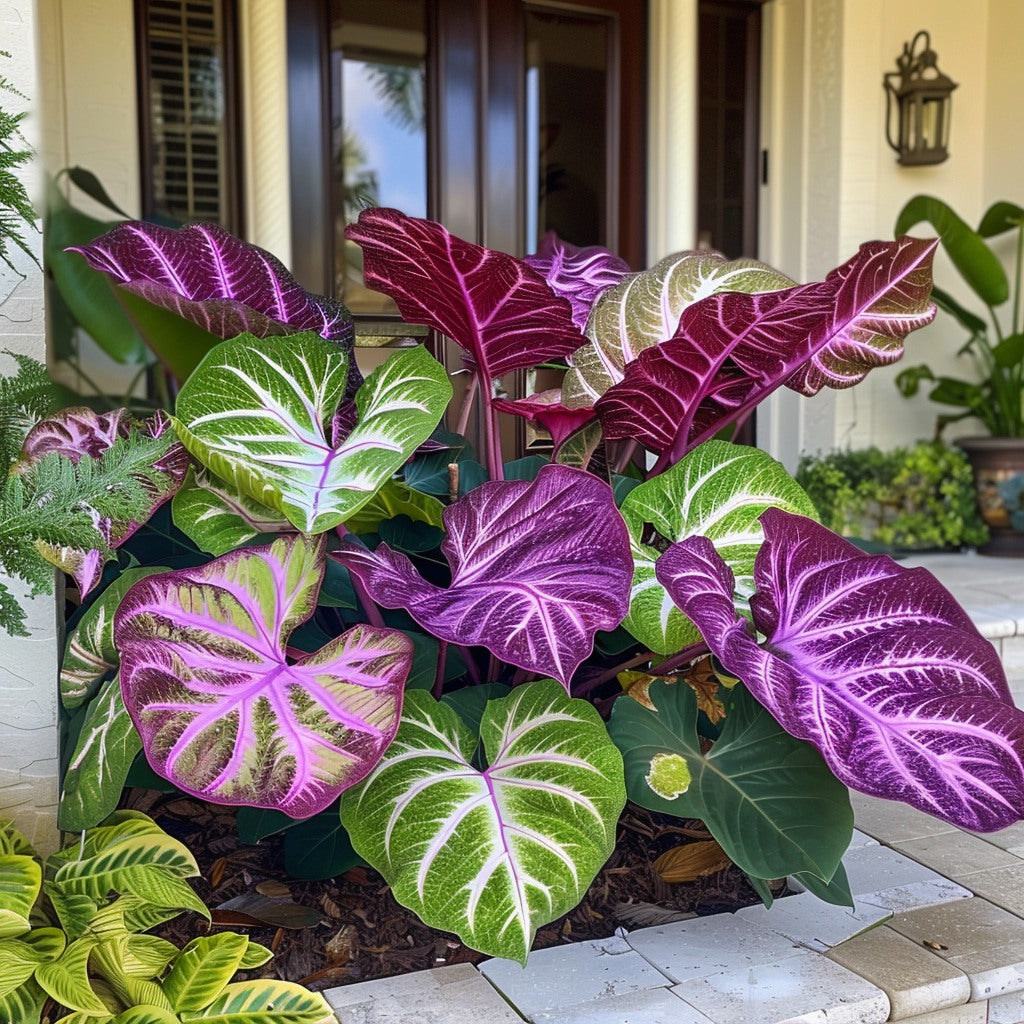 🌿Fascinantul Caladium Gigant🌈