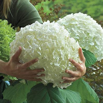 Semințe de hortensie: Descoperă frumusețea naturii