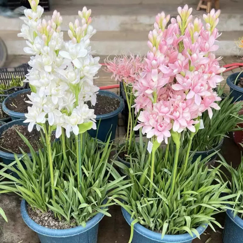 Tuberoză dublă 🌸 - Floare bulboasă mare