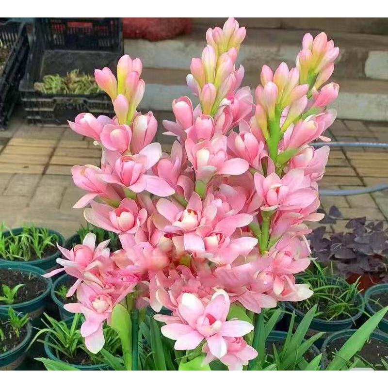 Tuberoză dublă 🌸 - Floare bulboasă mare