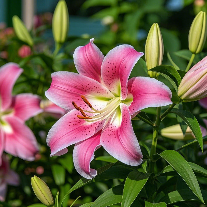 🌺Bulbi de crin parfumați – proaspeți și dulci