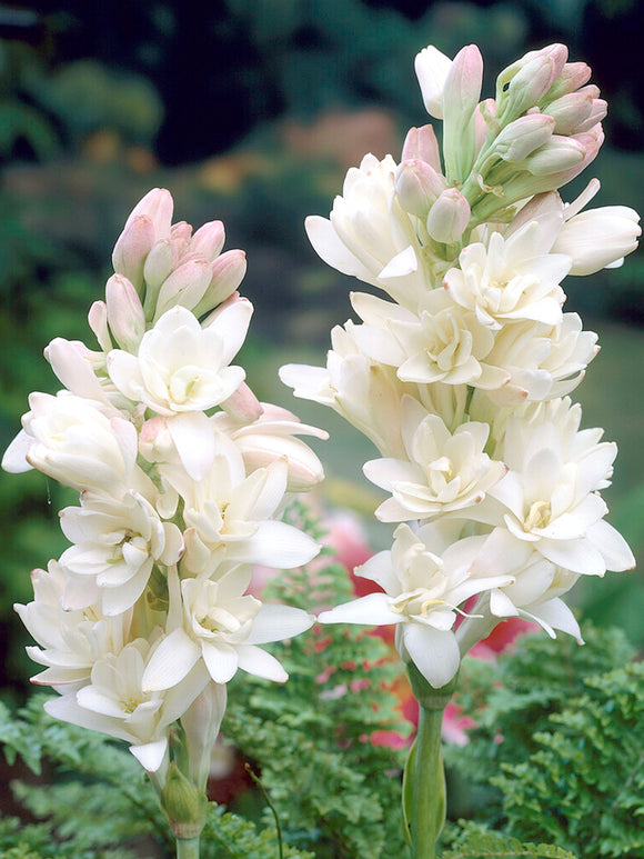 Tuberoză dublă 🌸 - Floare bulboasă mare