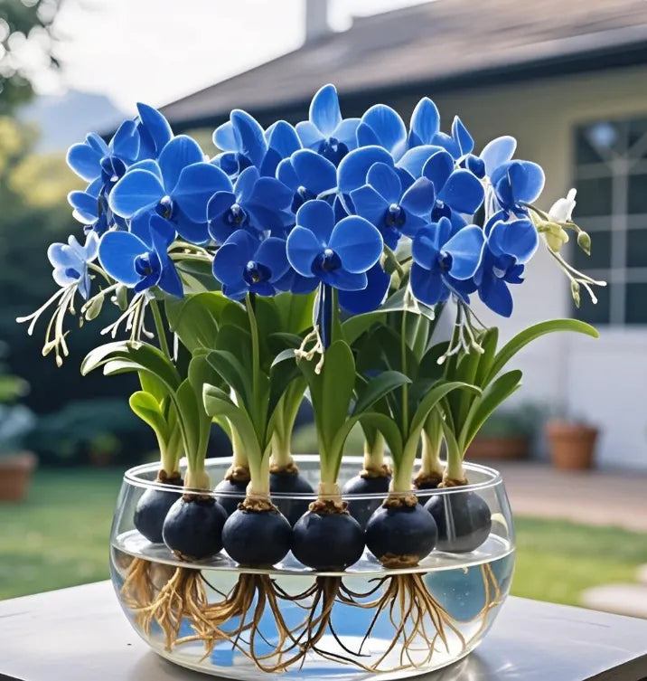 Bulbi de flori felinare Phalaenopsis