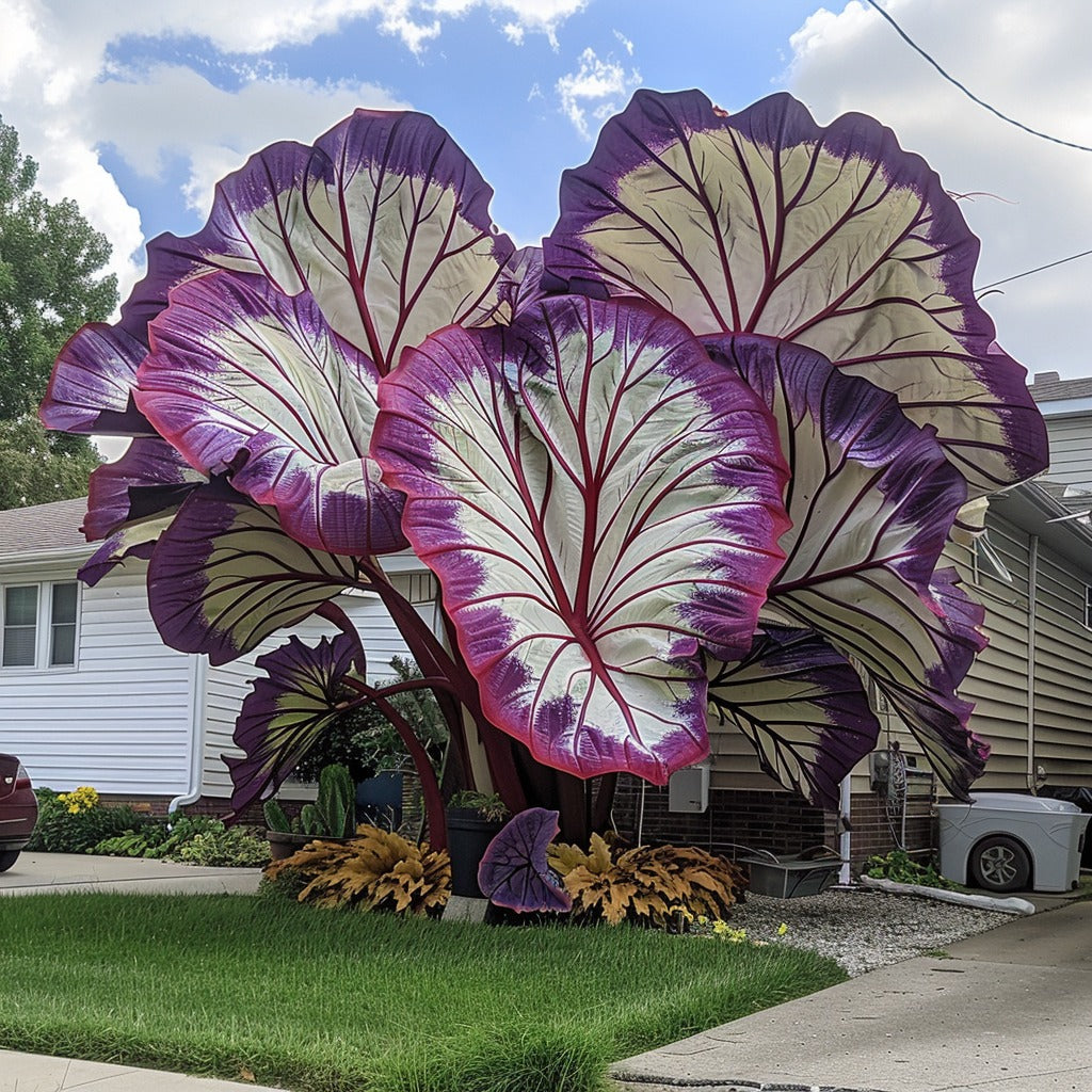 🌿Fascinantul Caladium Gigant🌈