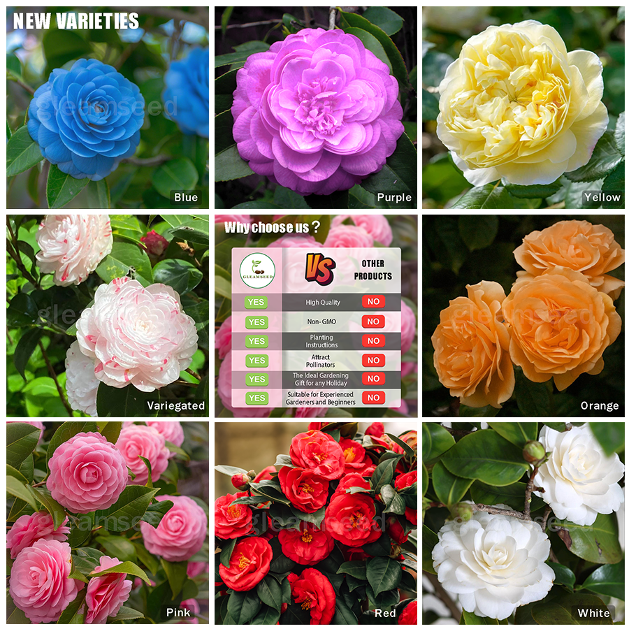 ✨Semințe de Camelia – 8 culori romantice, frumusețea înfloririi iernii