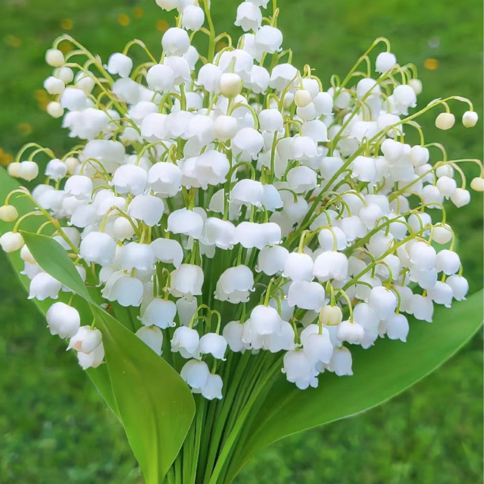 💐CRĂNUL VĂII – FERICIREA SOSEȘTE