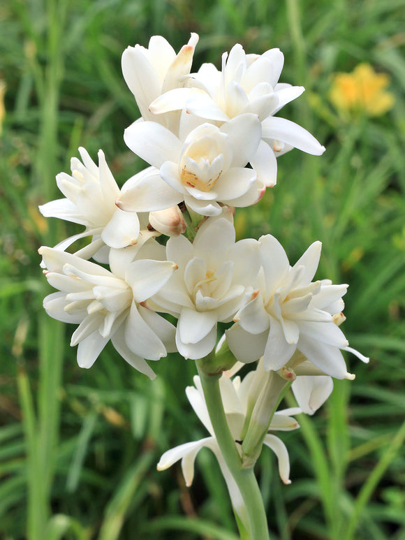 Tuberoză dublă 🌸 - Floare bulboasă mare