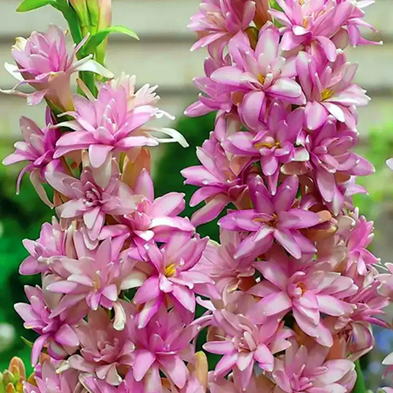 Tuberoză dublă 🌸 - Floare bulboasă mare