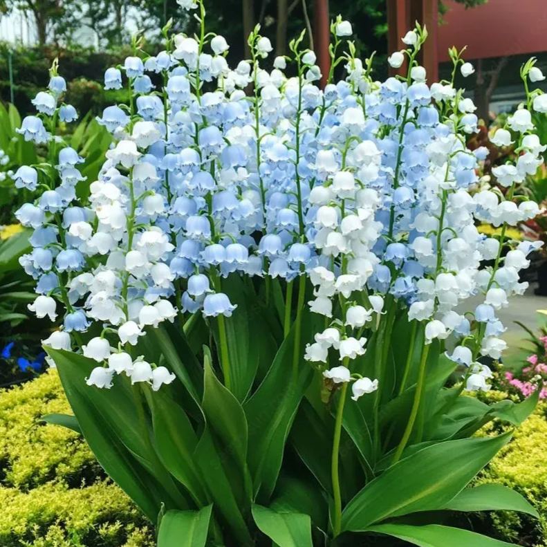 💐CRĂNUL VĂII – FERICIREA SOSEȘTE