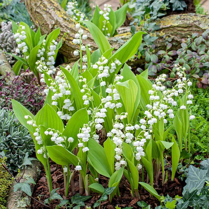 💐CRĂNUL VĂII – FERICIREA SOSEȘTE