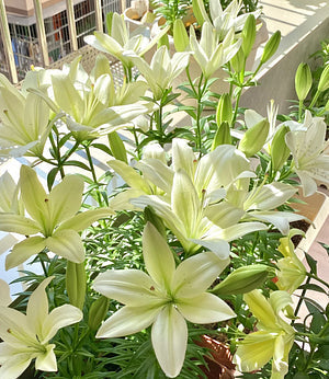 🌺Bulbi de crin parfumați – proaspeți și dulci