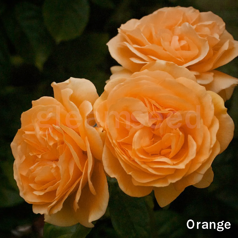 ✨Semințe de Camelia – 8 culori romantice, frumusețea înfloririi iernii