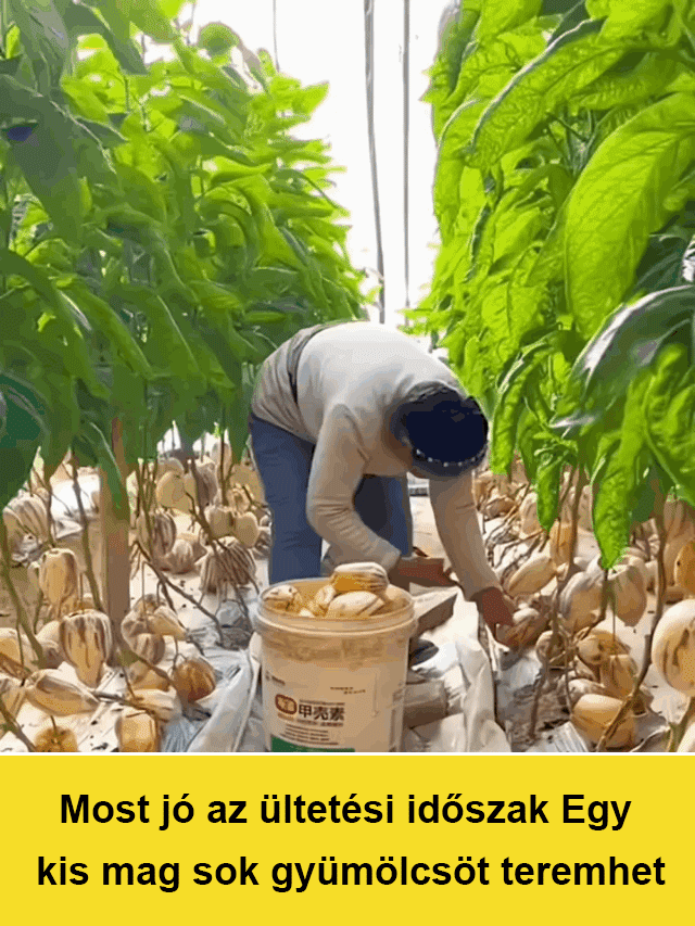 Lapte cu aromă de fructe de ginseng pentru reducerea zahărului și a tensiunii arteriale