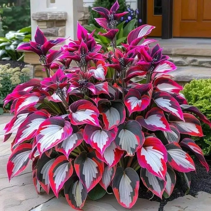 🎁Ofertă Specială 2025🍃Semințe rare de Hosta🌿