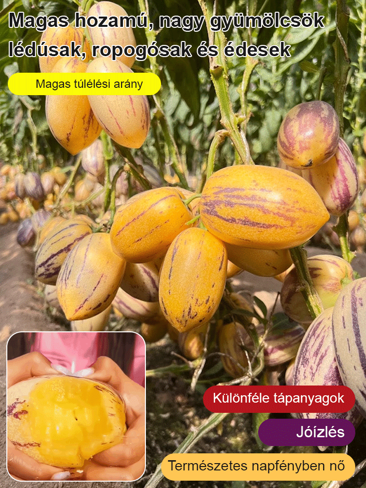 Lapte cu aromă de fructe de ginseng pentru reducerea zahărului și a tensiunii arteriale