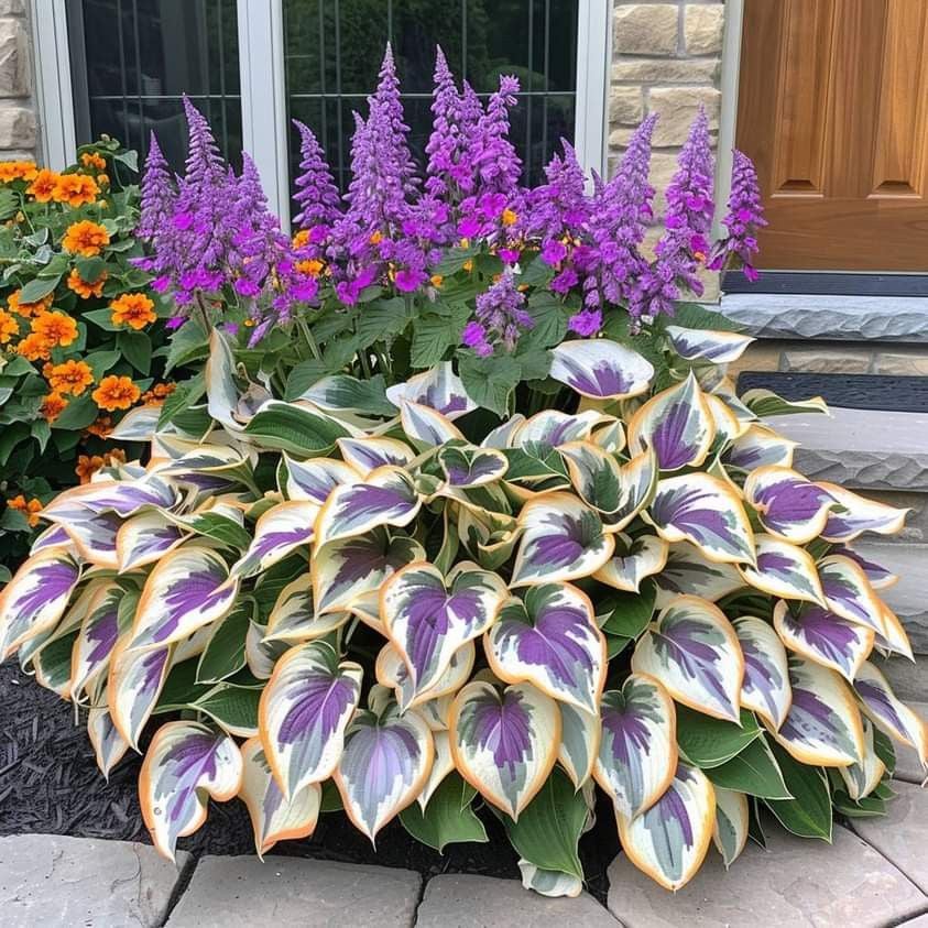 🎁Ofertă Specială 2025🍃Semințe rare de Hosta🌿