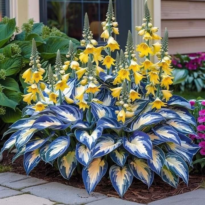 🎁Ofertă Specială 2025🍃Semințe rare de Hosta🌿