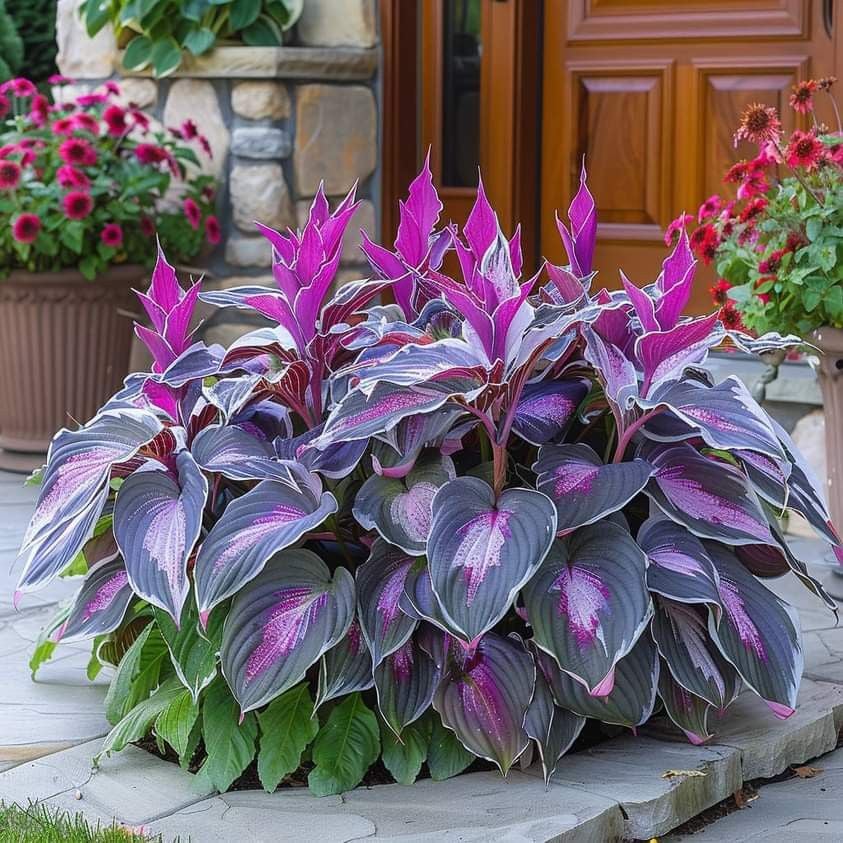 🎁Ofertă Specială 2025🍃Semințe rare de Hosta🌿