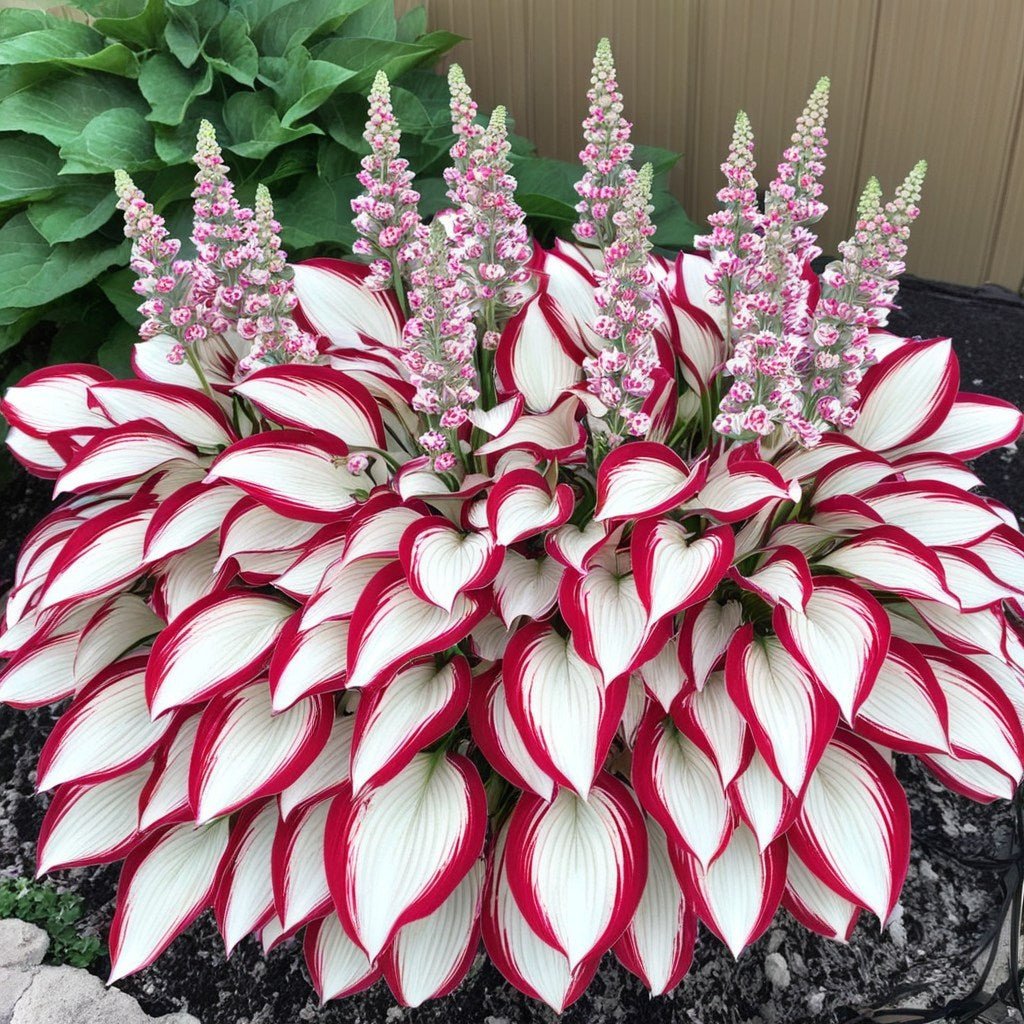 🎁Ofertă Specială 2025🍃Semințe rare de Hosta🌿