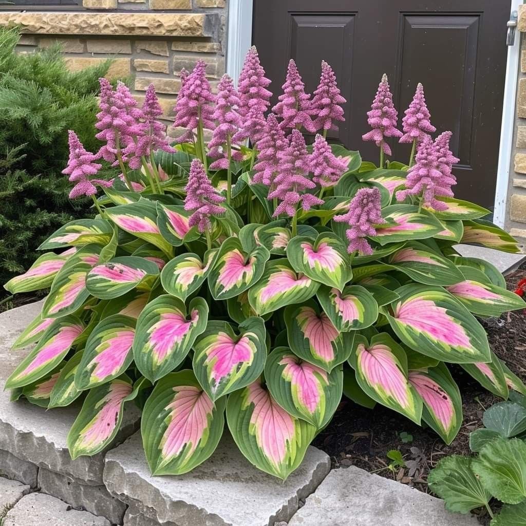 🎁Ofertă Specială 2025🍃Semințe rare de Hosta🌿