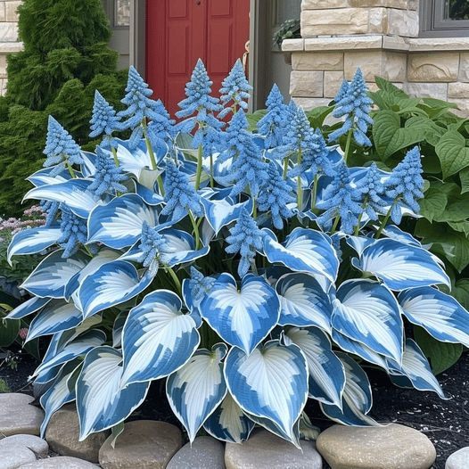 🎁Ofertă Specială 2025🍃Semințe rare de Hosta🌿