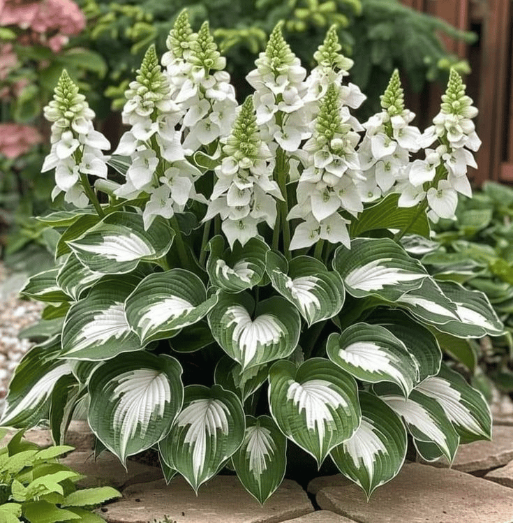 🎁Ofertă Specială 2025🍃Semințe rare de Hosta🌿