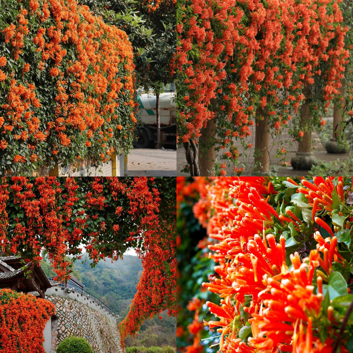 Nasiona kwiatów petardy