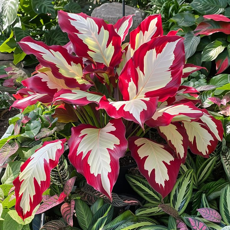 Bulbi de Alocasia cu safir nordic - Giant🍃 Transformă-ți spațiul cu măreție tropicală