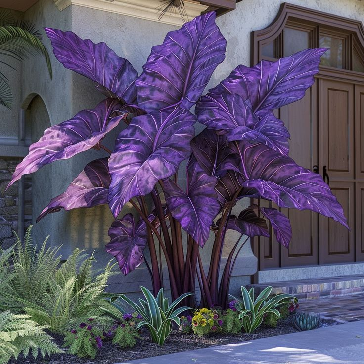 Bulbi de Alocasia cu safir nordic - Giant🍃 Transformă-ți spațiul cu măreție tropicală