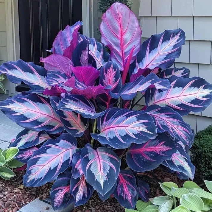 🌿 Kolorowe nasiona funkii – król cienia w ogrodzie! 🌿