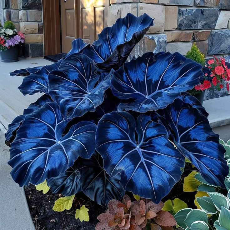 Bulbi de Alocasia cu safir nordic - Giant🍃 Transformă-ți spațiul cu măreție tropicală
