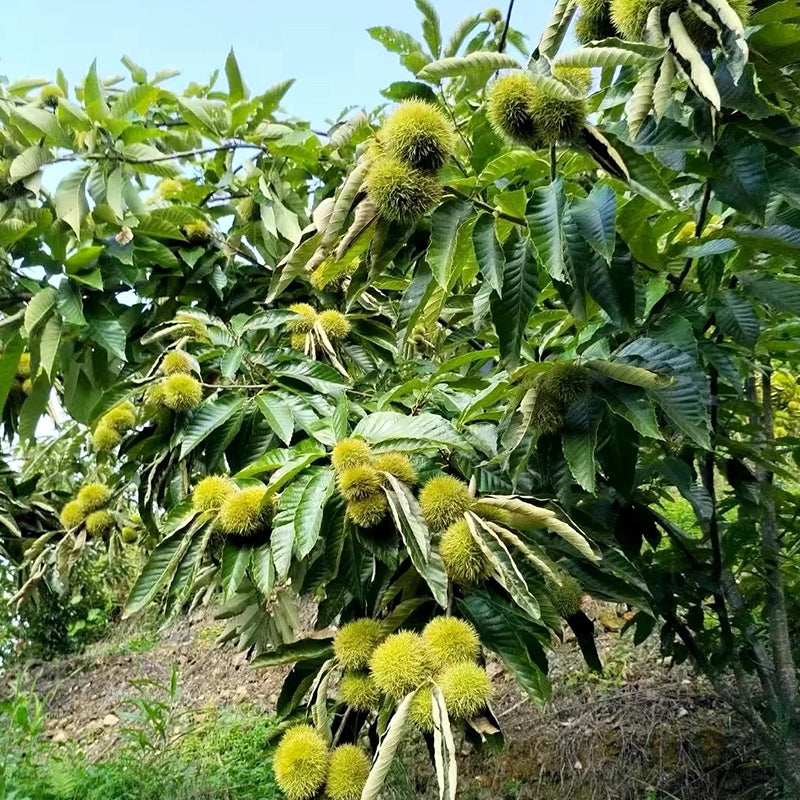 Nasiona kasztanowca karłowatego – słodkie i aromatyczne orzechy