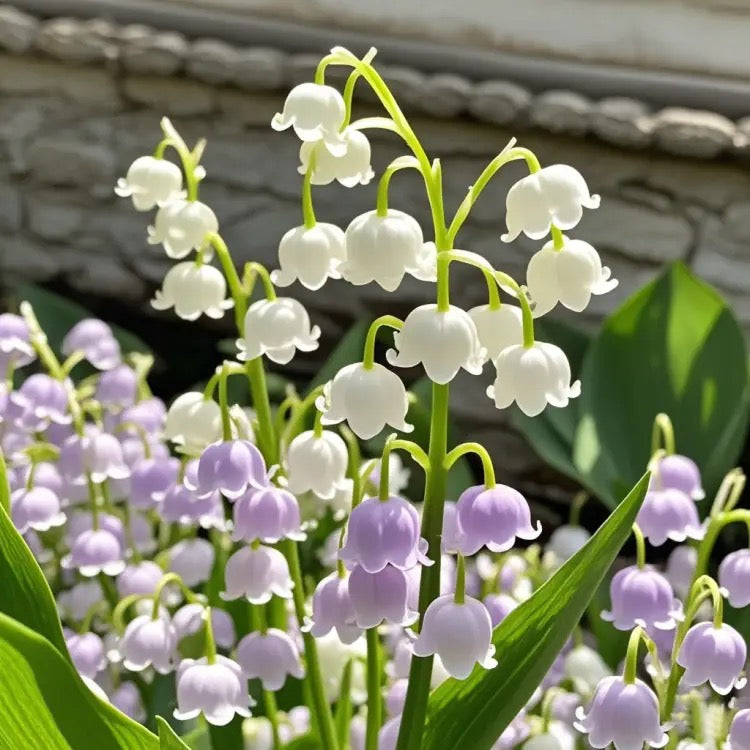 💐CRĂNUL VĂII – FERICIREA SOSEȘTE