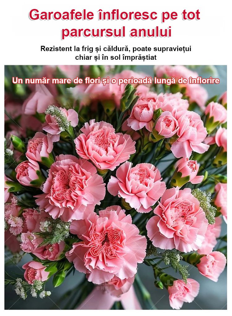 【Flori în patru anotimpuri】Semințe de garoafe duble