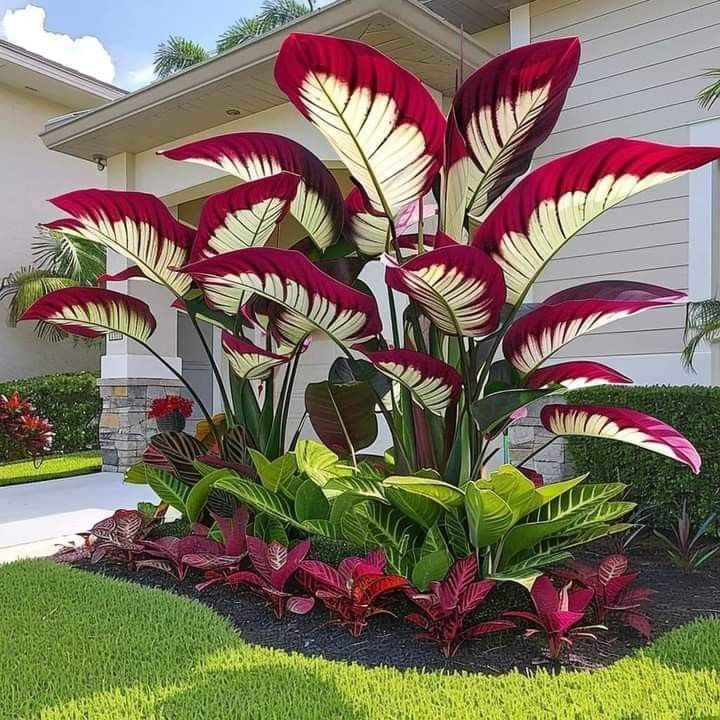 Bulbi de Alocasia cu safir nordic - Giant🍃 Transformă-ți spațiul cu măreție tropicală