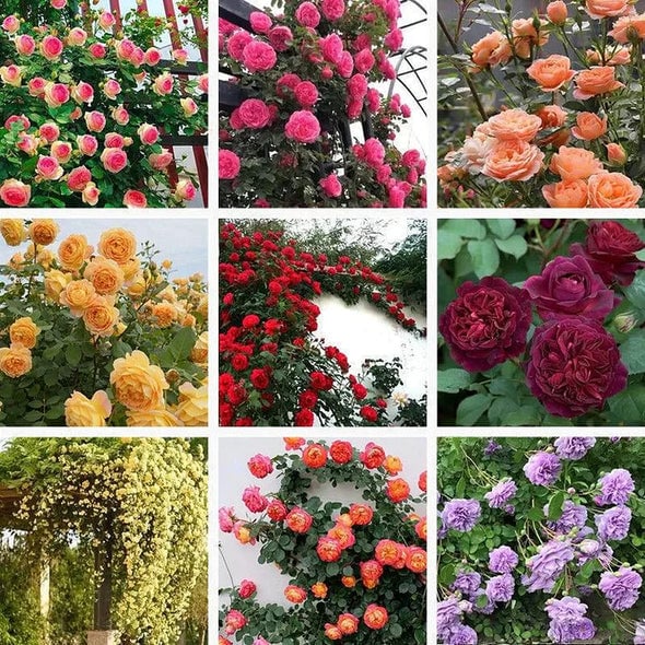 🌺Semințe de trandafir cățărător