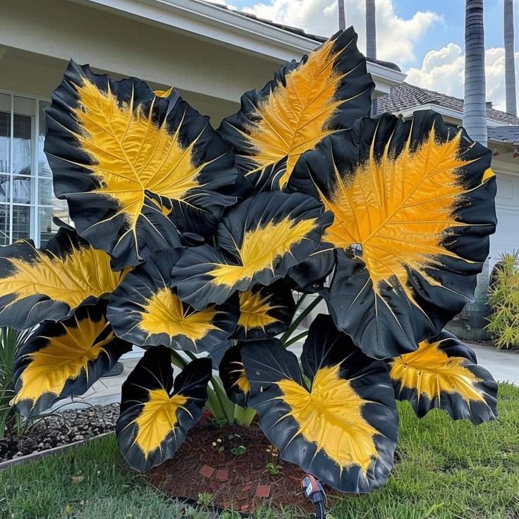 Bulbi de Alocasia cu safir nordic - Giant🍃 Transformă-ți spațiul cu măreție tropicală