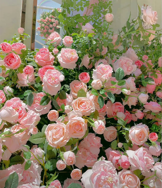 🌺Semințe de trandafir cățărător